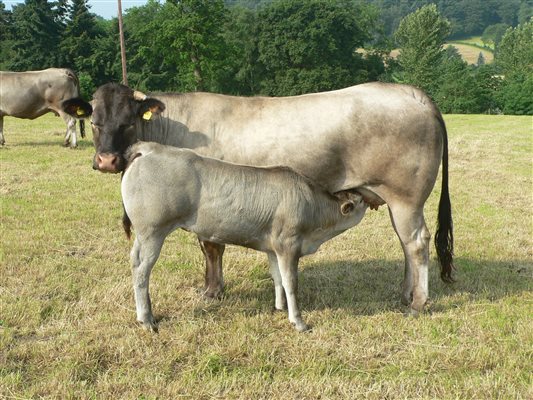 Goose Green Farm Bazadaise Herd Cow and Calf